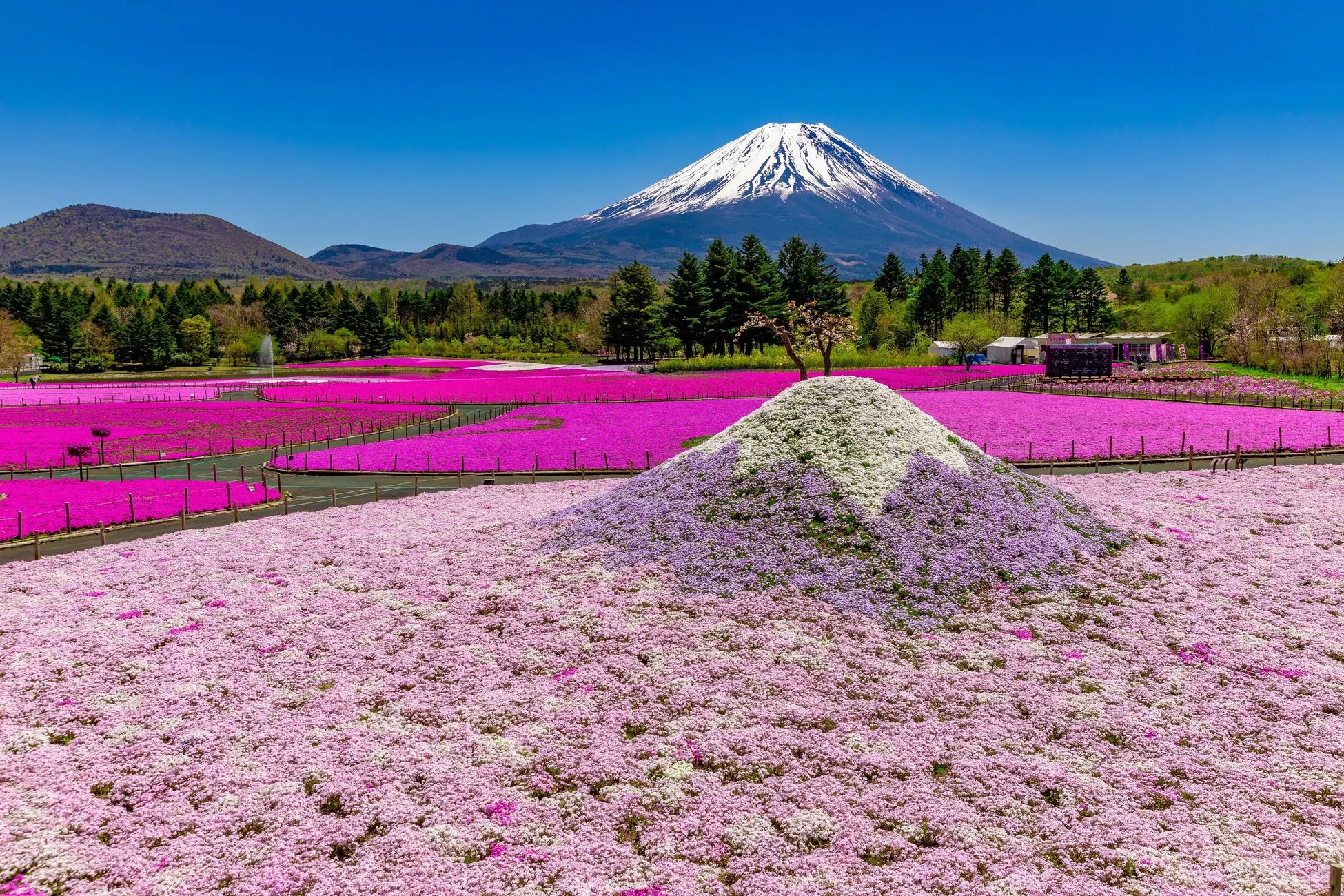 富士山とピンクの芝桜の景色