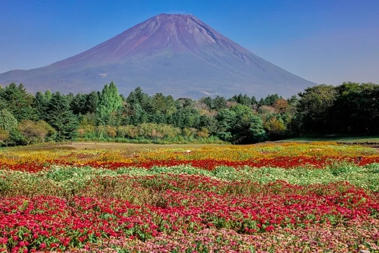 富士山と芝桜の風景