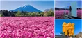 【見頃】富士山×芝桜の絶景が圧巻すぎる
