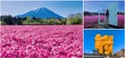 【見頃】富士山×芝桜の絶景が圧巻すぎる