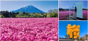 【見頃】富士山×芝桜の絶景が圧巻すぎる