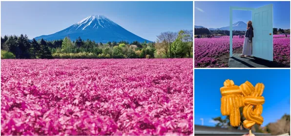 【見頃】富士山×芝桜の絶景が圧巻すぎる