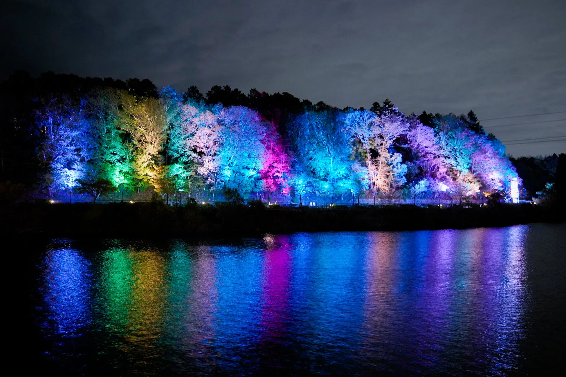 ライトアップされた森の光が水面に映る風景