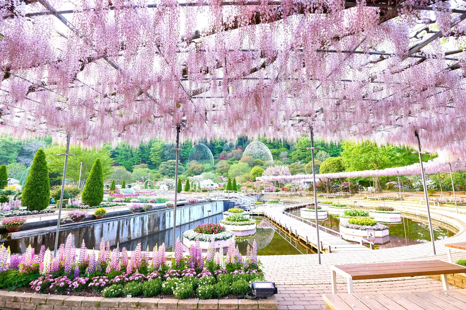 うす紅藤の棚 昼（過去撮影の満開時）