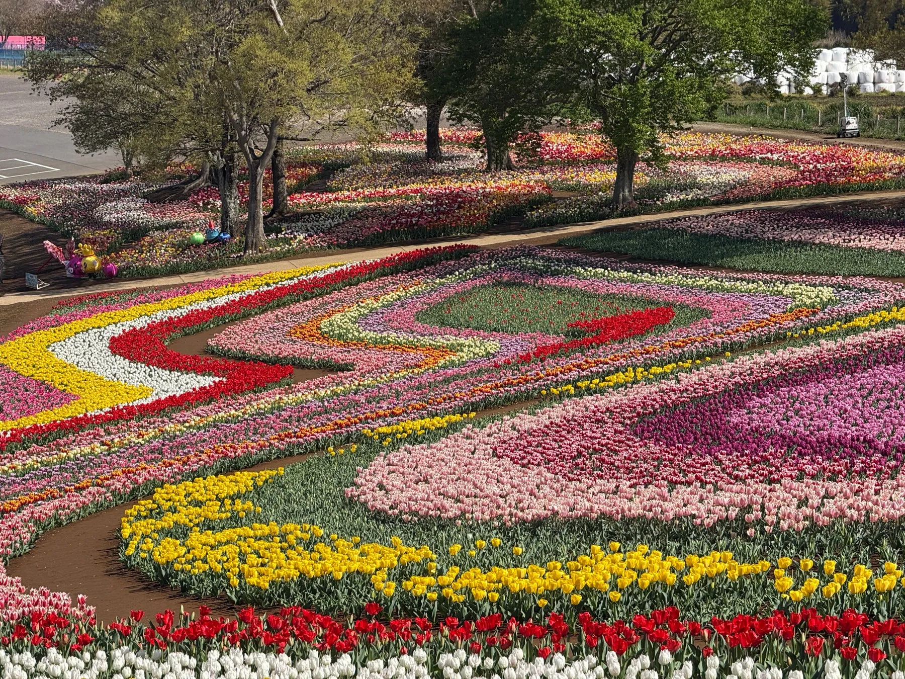 カラフルなチューリップが咲き乱れる花畑