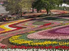 東京ドイツ村が5,000球のチューリップ球根を無償提供―袖ケ浦市「スーパーレインボーフェス」つながる希望のバトン