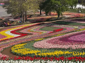 東京ドイツ村が5,000球のチューリップ球根を無償提供―袖ケ浦...