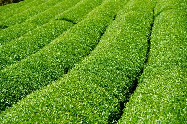 緑豊かな日本の茶畑