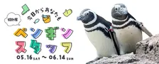 上越市立水族博物館うみがたり特別展「今日からあなたもペンギンスタッフ」体験ガイド