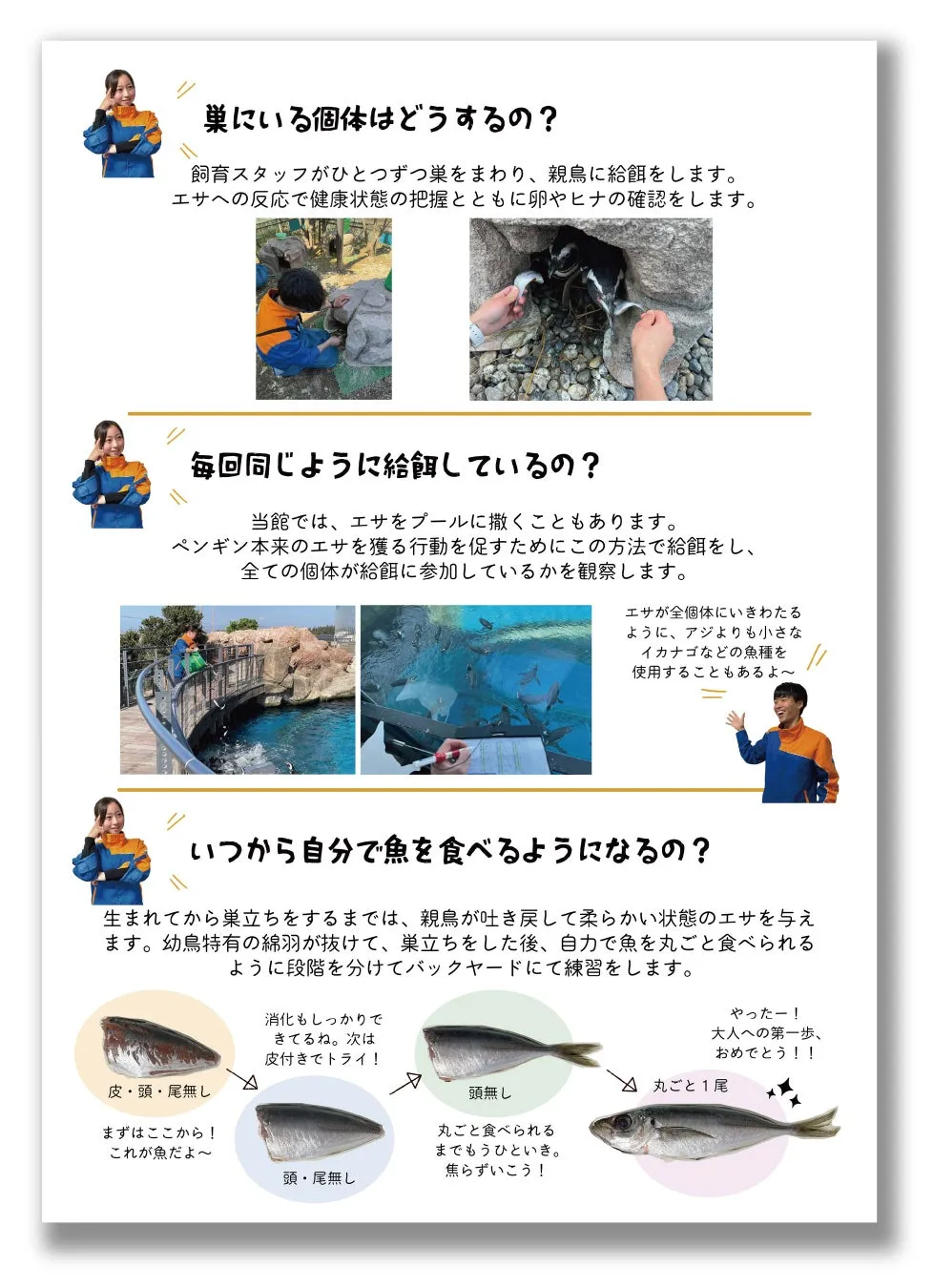 ペンギン展示の案内ポスター