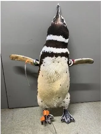 ペンギンの模型またはぬいぐるみ