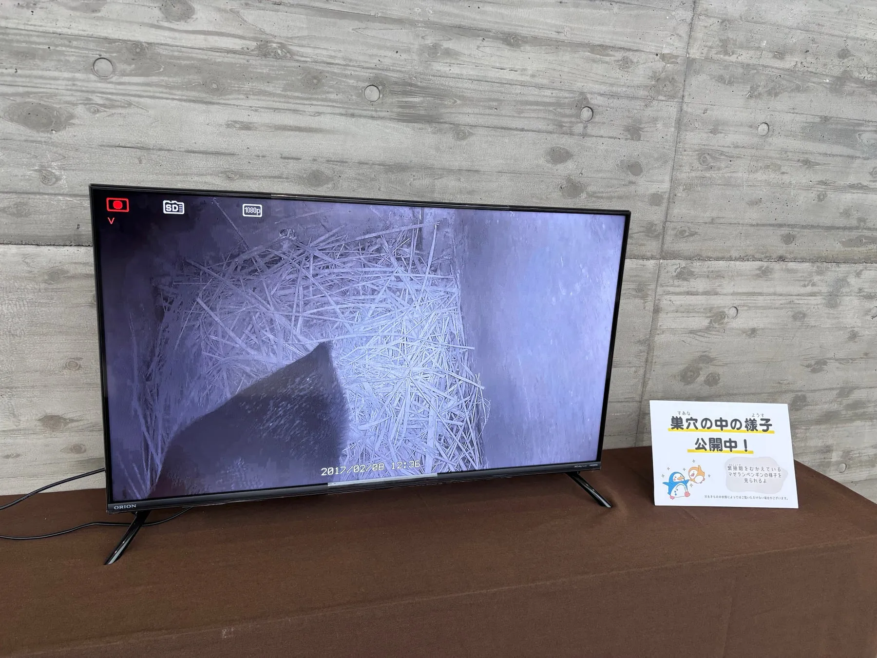 ペンギンの巣穴が映し出されたモニターと看板