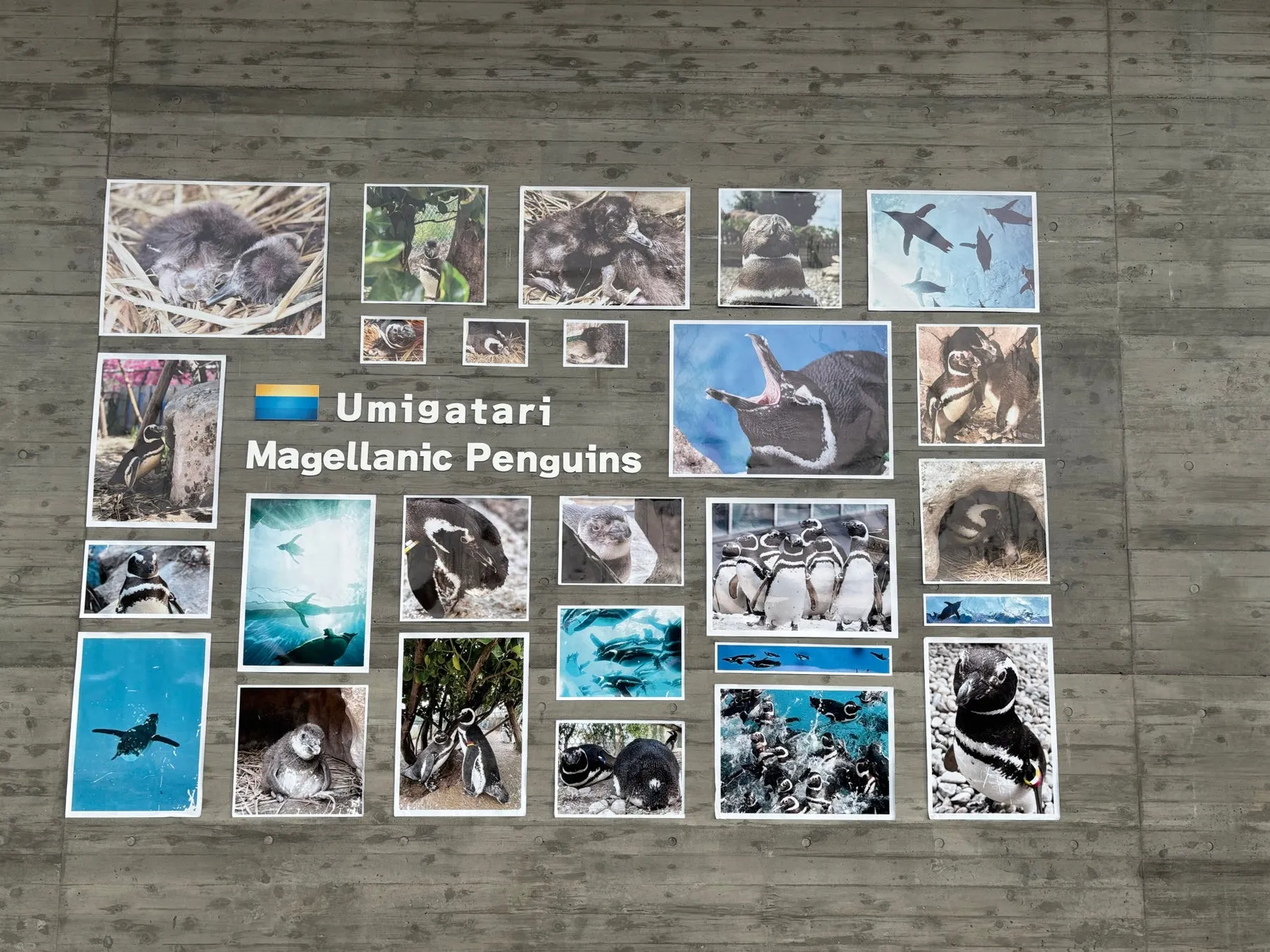 上越市立水族博物館うみがたりのマゼランペンギン展示写真