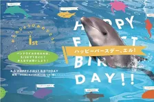 仙台うみの杜水族館で開催！バンドウイルカ「エル」1歳誕生日記念イベント徹底ガイド