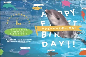 仙台うみの杜水族館で開催！バンドウイルカ「エル」1歳誕生日...