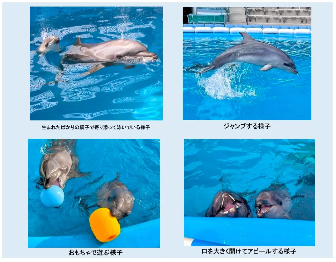 仙台うみの杜水族館のバンドウイルカ赤ちゃんの写真集