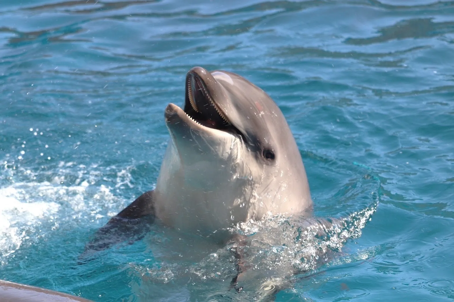バンドウイルカの赤ちゃんが水中で遊ぶ様子