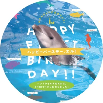 エルの1歳誕生日を祝うバンドウイルカ