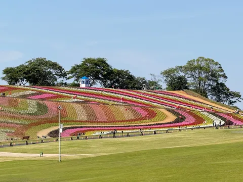 AIが描いた理想郷を完全再現！東京ドイツ村「いろどりの丘」に13万株のフラワーエリア誕生