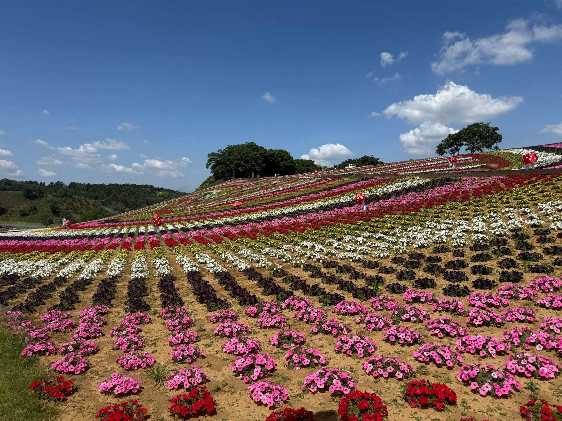 東京ドイツ村いろどりの丘の花畑