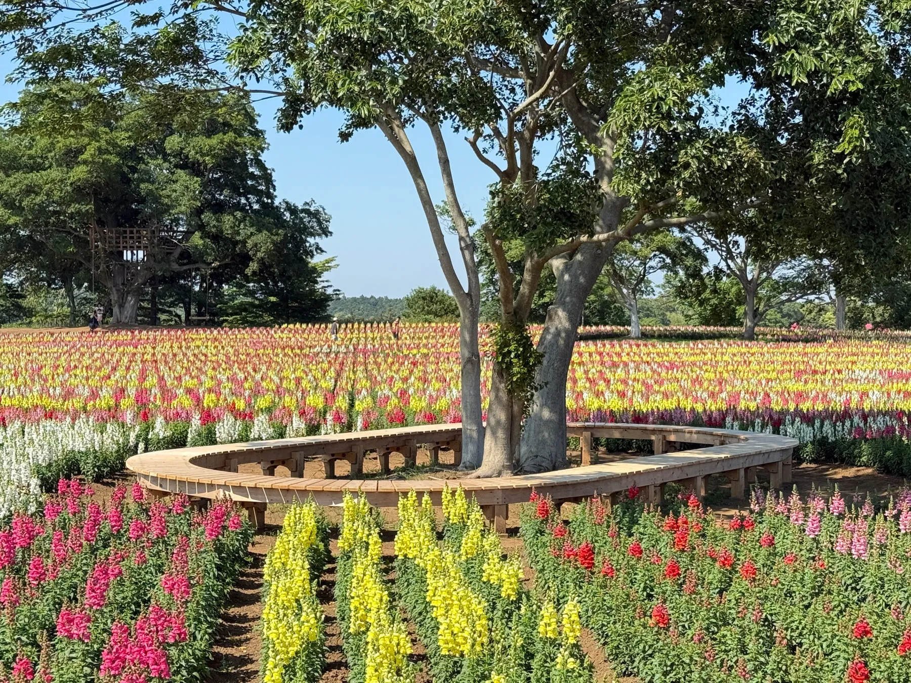 色とりどりの花畑と中央の木