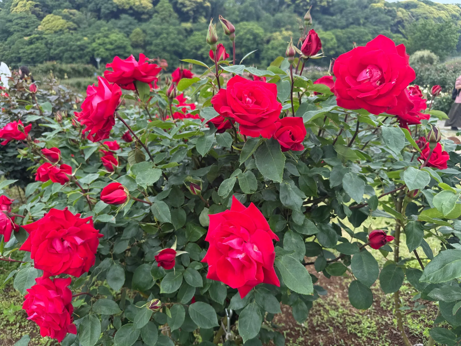 東京ドイツ村の赤いバラ