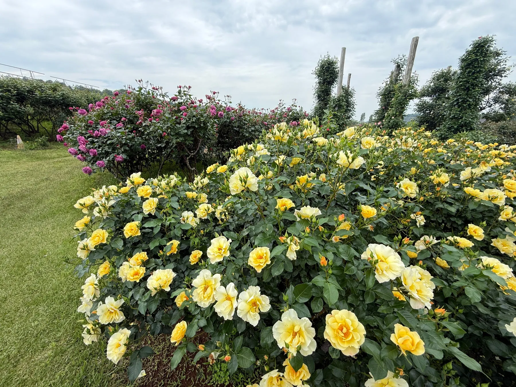 東京ドイツ村の黄色とピンクの花々