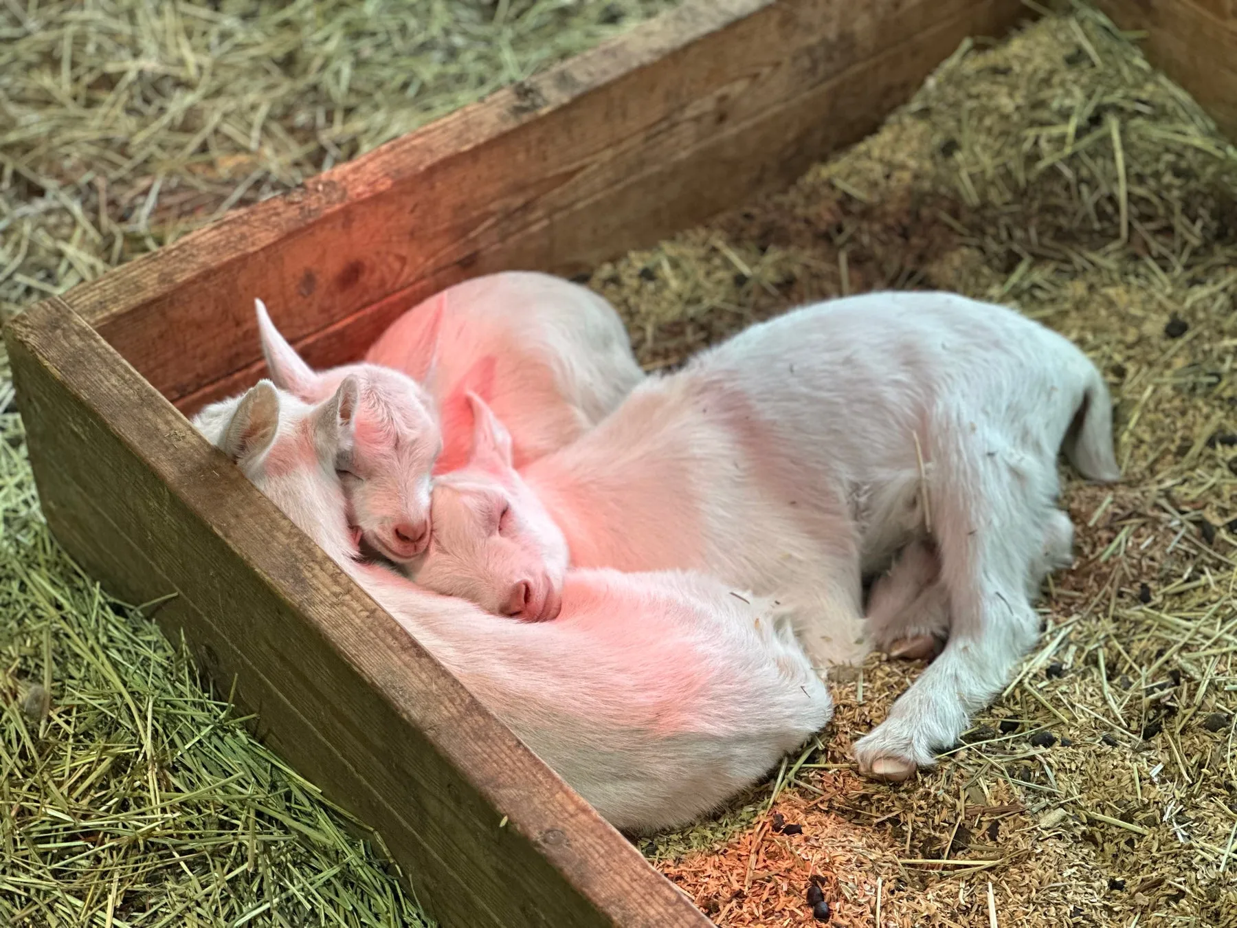 マザー牧場で眠る三つ子のヤギ