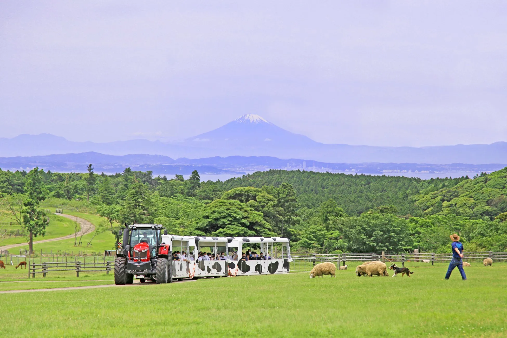 マザー牧場のシープトレインと富士山遠景