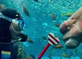 上越市立水族博物館うみがたり新イベント「コブダイバー！」開催情報と...