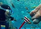 上越市立水族博物館うみがたり新イベント「コブダイバー！」開催情報と注目ポイント