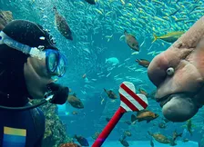 上越市立水族博物館うみがたり新イベント「コブダイバー！」開催情報と注目ポイント