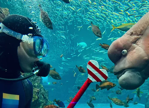 上越市立水族博物館うみがたり新イベント「コブダイバー！」開催情報と注目ポイント