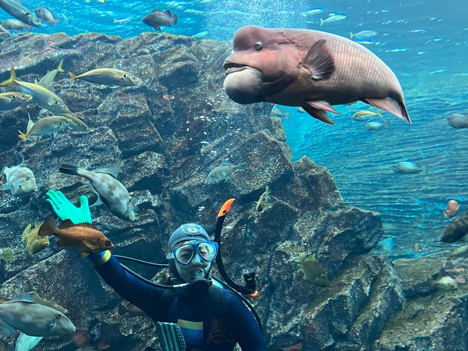 水族館のダイバーとコブダイ
