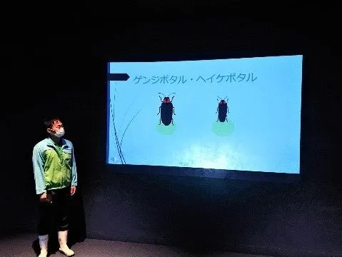 ホタルの展示を説明するスタッフとスクリーンのゲンジボタルとヘイケボタルのイラスト