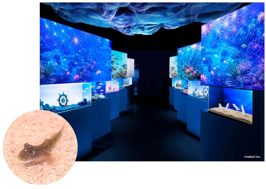 品川アクアパークの水族館展示エリア