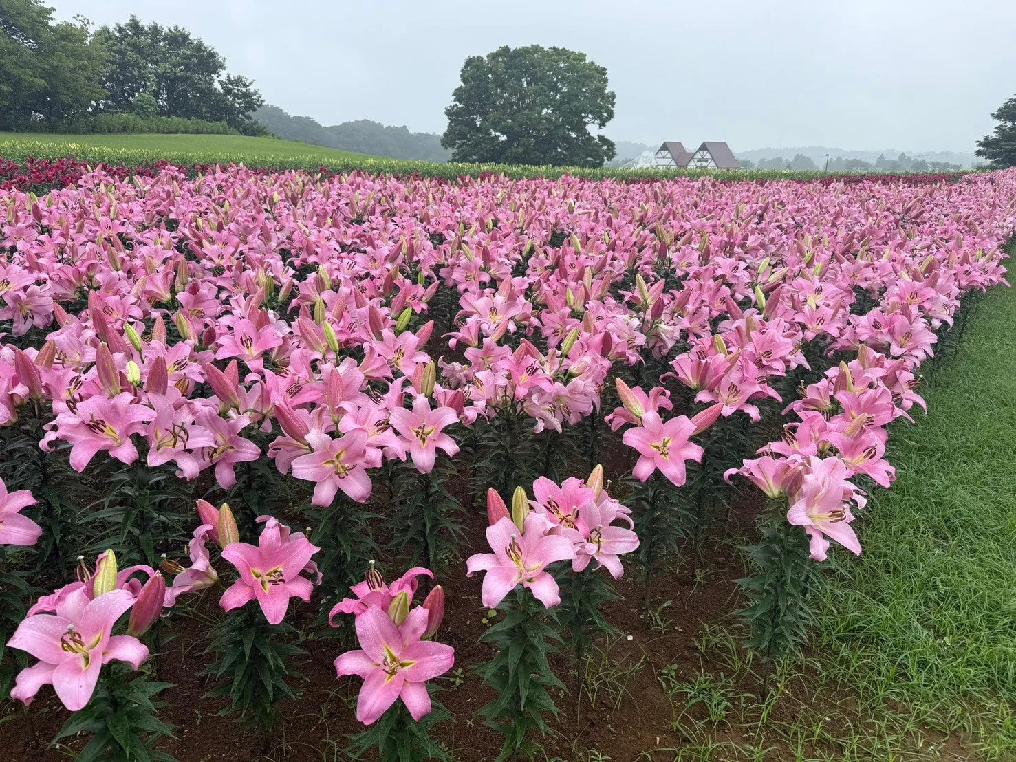 東京ドイツ村のピンクのユリの花畑