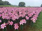 東京ドイツ村で6,000株が咲き誇る初夏の絶景ユリまつりを限定開催中！