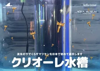 クリオーレ水槽に泳ぐ小さなマツケン