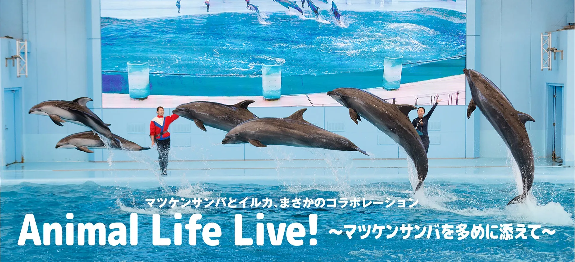 イルカのジャンプとトレーナーのパフォーマンス