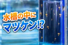 横浜・八景島シーパラダイス「マツケンまみれまみれ島 夏の陣」2026年メインコンテンツ＆新企画情報まとめ