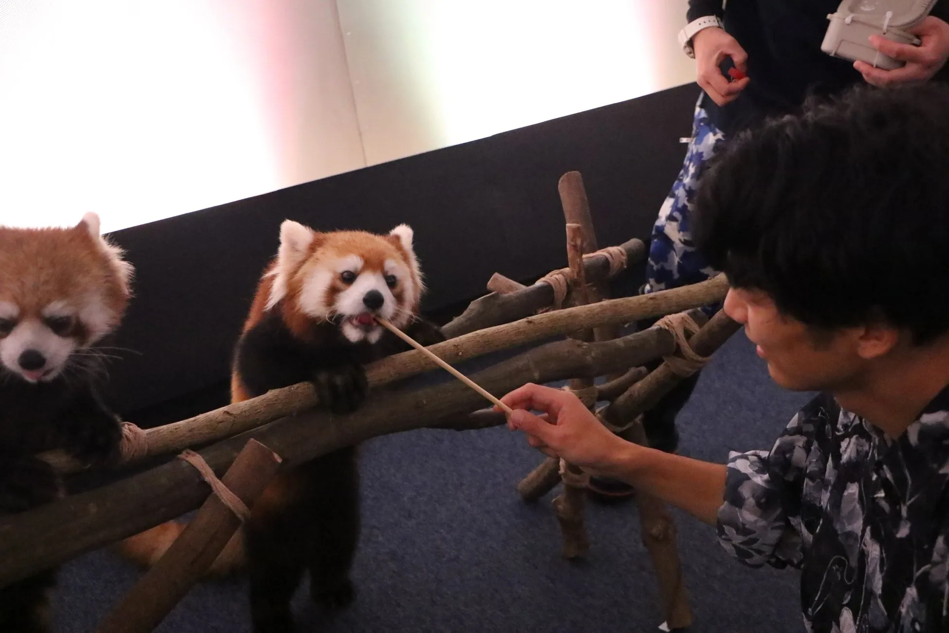 レッサーパンダに給餌する様子