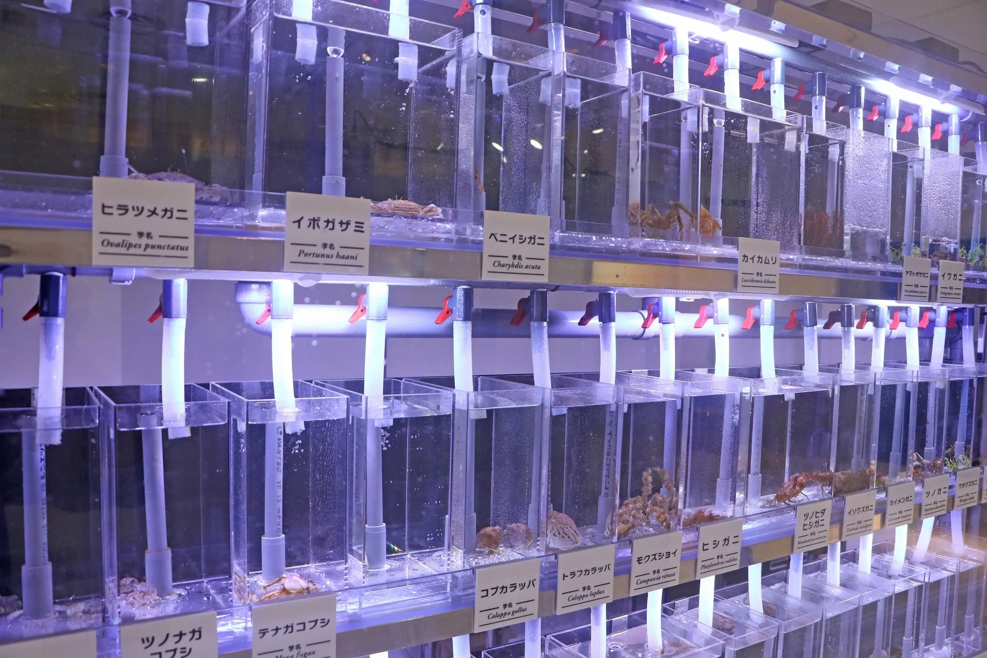 横浜・八景島シーパラダイスでのカニの水槽展示