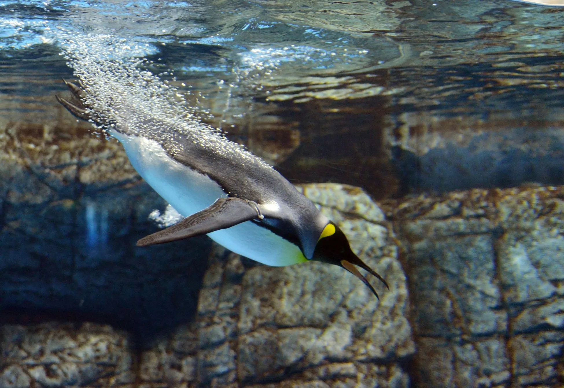 水中で泳ぐペンギン