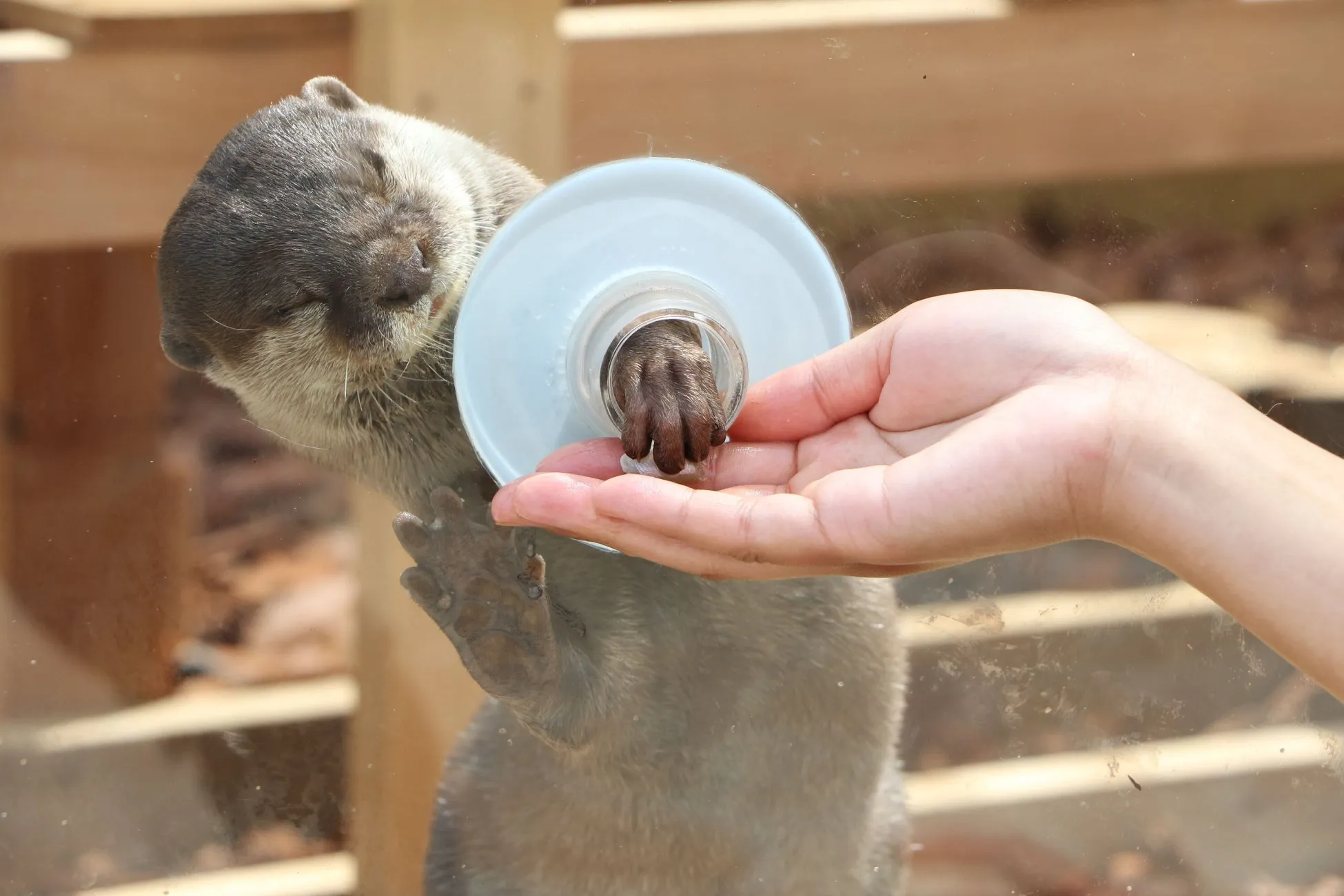 コツメカワウソと人間の手のふれあい