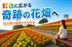 東京ドイツ村・10万株が咲き誇るレインボー花畑が秋に開幕