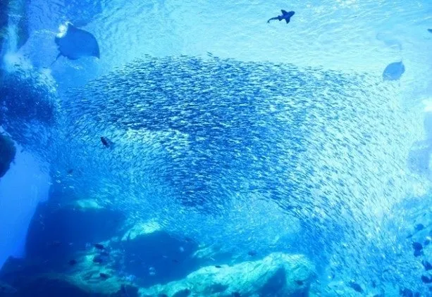 Sparkling of Life～THE WAKEY AQUARIUM～