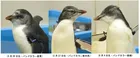 仙台うみの杜水族館で3羽同時デビュー！ミナミイワトビペンギンの子どもたちを見る夏限定イベント