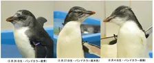 仙台うみの杜水族館で3羽同時デビュー！ミナミイワトビペンギンの子どもたちを見る夏限定イベント
