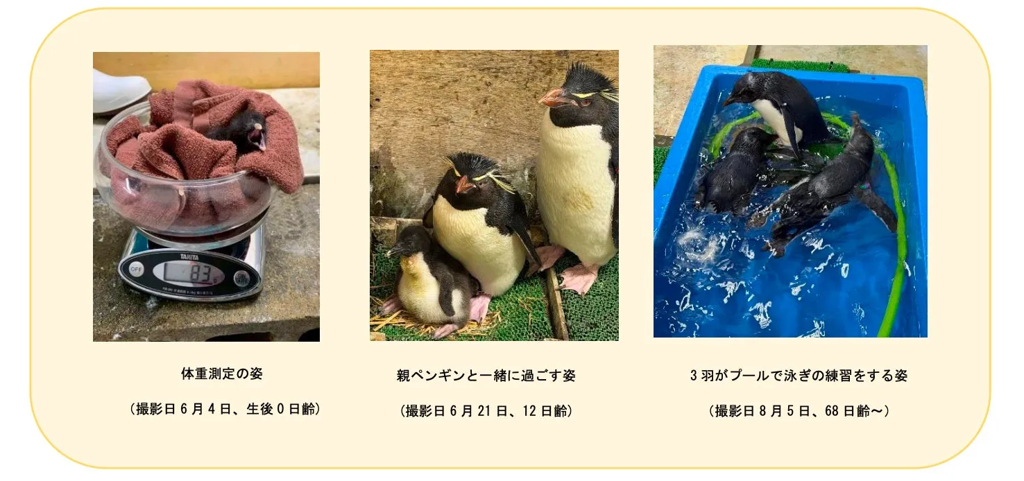ミナミイワトビペンギンの成長過程